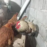 18عدد خروس فروشی