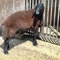 شاه بره هترو