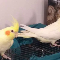 عروس هلندی لوتینو|پرنده|قم, شهرک امام حسین|دیوار