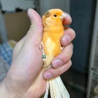 قناری جوجه ردفکتور سرخ