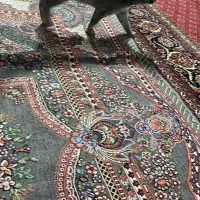 گربه زیبا و باهوش