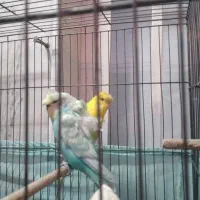 مرغ عشق پروانه ای زیبادرشت جوان معاوضه قناری ماده|پرنده|قدس, شهر‌قدس|دیوار