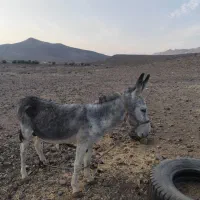 خر الاغ نر