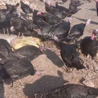 بوقلمون نر پرواری