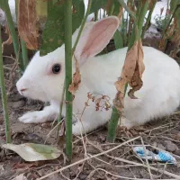 خرگوش اهلی سفید
