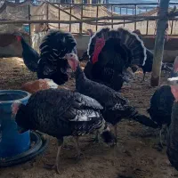 تخم بوقلمون سینه پهن اصل
