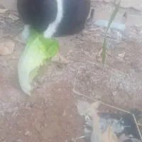 خرگوش نره|موش و خرگوش|ایذه, |دیوار