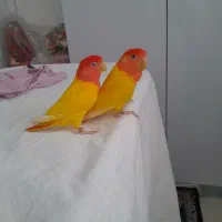 طوطی  برزیلی|پرنده|مشکین‌دشت, |دیوار