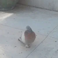 کبوتر شق شقی