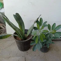 گل‌های آپارتمانی|گل و گیاه طبیعی|کنارک, |دیوار