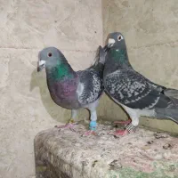 17تا زاجر شهرستان|پرنده|یزد, |دیوار