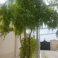 عناب تازه امسال