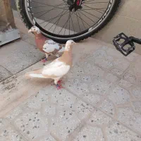 یک جفت مصری و کارال و یک ماده زرد میولمنز