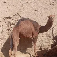 شتر|حیوانات مزرعه|نهبندان, |دیوار