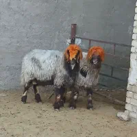 گوسفند بره