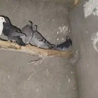 پنکه سقفی.   پلاکی|پنکه و تصفیه‌کنندهٔ هوا|یزد, |دیوار