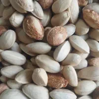 خریدارم مغز گندمی