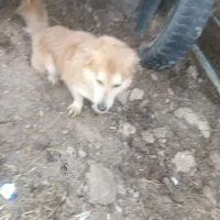 سگ س|سگ|گناباد, |دیوار