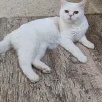 گربه پرشین بریتیش