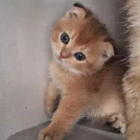 اسکاتیش فولد ny11