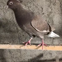 کبوتر ماده دم سفید درشت