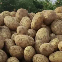 سیب زمینی فریمان