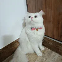 گربه پرشین سفید نر یک ساله