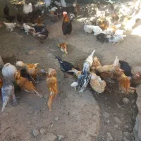 مرغ و خروس زینتی دم تخم