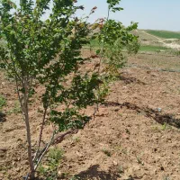 فروش-زمین-باغی-و-باغ