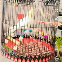 عروس هلندی|پرنده|تربت جام, معدآباد|دیوار