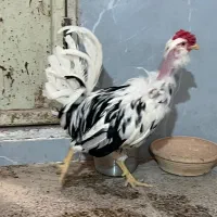 خروس گلین