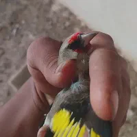 قناری|پرنده|آشخانه, |دیوار