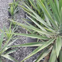 شمشادطلایی ویوکاوپالم