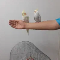 یک جفت عروس هلندی به همراه ۲قفس و لوازم