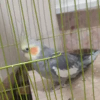 عروس هلندی