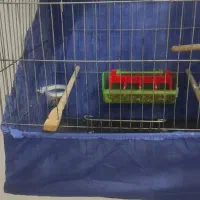 قفس عروس و قناری