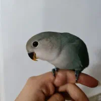 جوجه کوتوله برزیلی