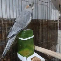 یک جفت عروس هلندی جوان|پرنده|اقبالیه, |دیوار