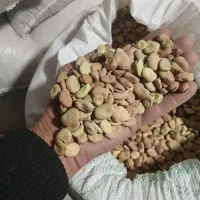 باقالی پاخلا پخله برای دام و بذر موجود است