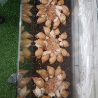 حلزون آچاتیا