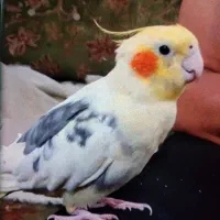 عروس هلندی پرواز کرده