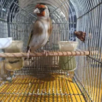 سرسیاه تازه مس