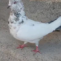 کبوتر تهرانی