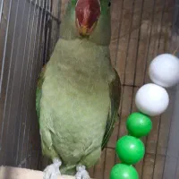 طوطی اسکندرون شاه