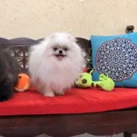 پامرانین خرسی