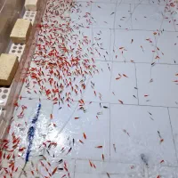 ماهی قرمز گلفیش بالا به قیمت معمولی