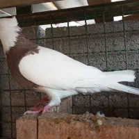 کبوتر طوقی|پرنده|گله دار, |دیوار