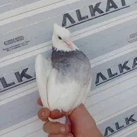 کفتر طوقی|پرنده|ساوه, |دیوار