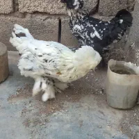 سلطانی|حیوانات مزرعه|منجیل, |دیوار