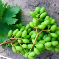 غوره پر آب